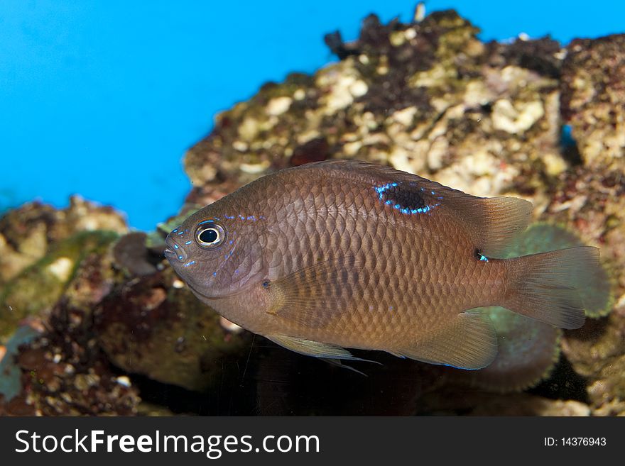 Brown Tropical fish in saltwater Aquarium. Brown Tropical fish in saltwater Aquarium