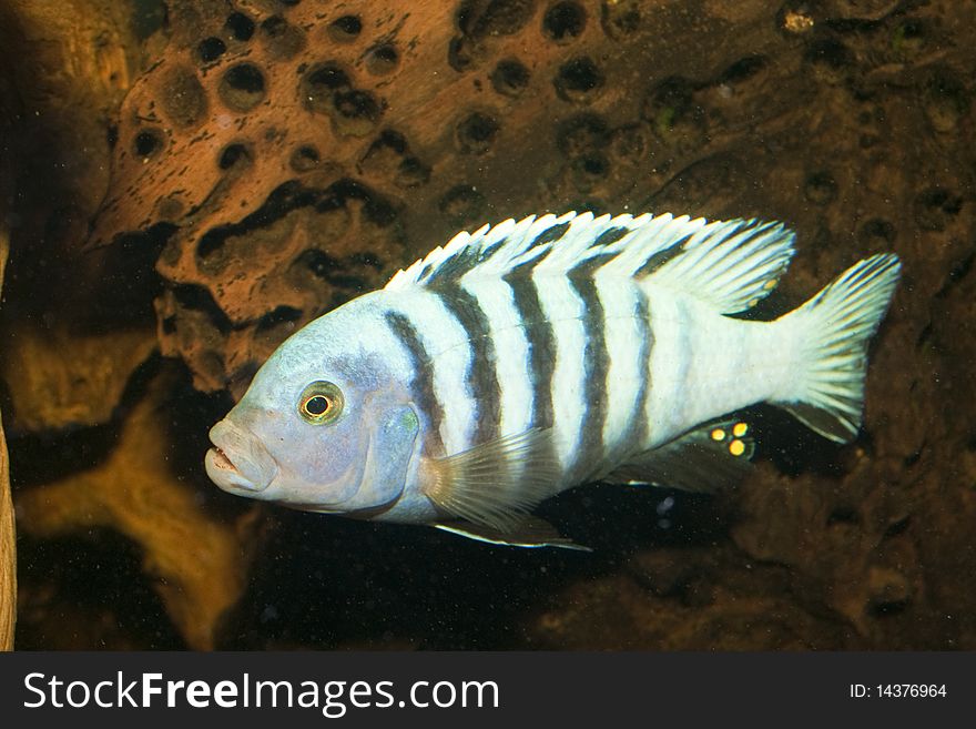 Striped Cichlid in freshwater Aquarium. Striped Cichlid in freshwater Aquarium