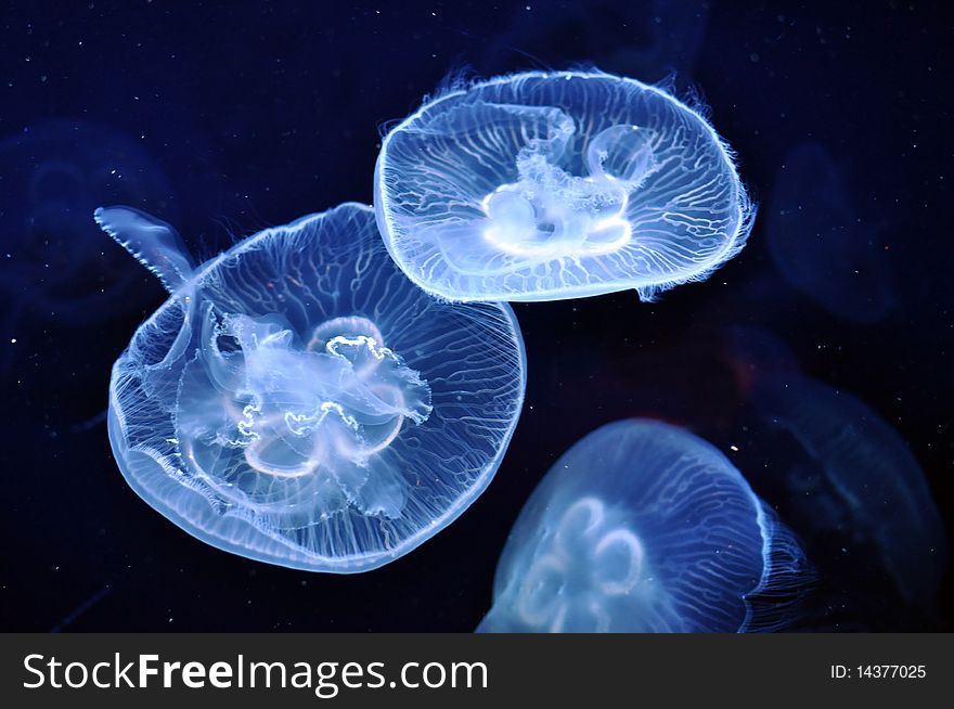 Jellyfish fish sea ocean nature animal aqua