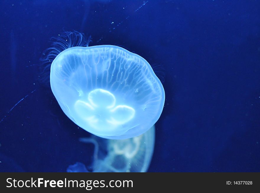 Jellyfish fish sea ocean nature animal aqua blue gently deep