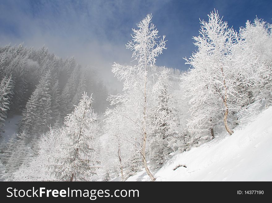 White trees against the sky with clouds in the winter