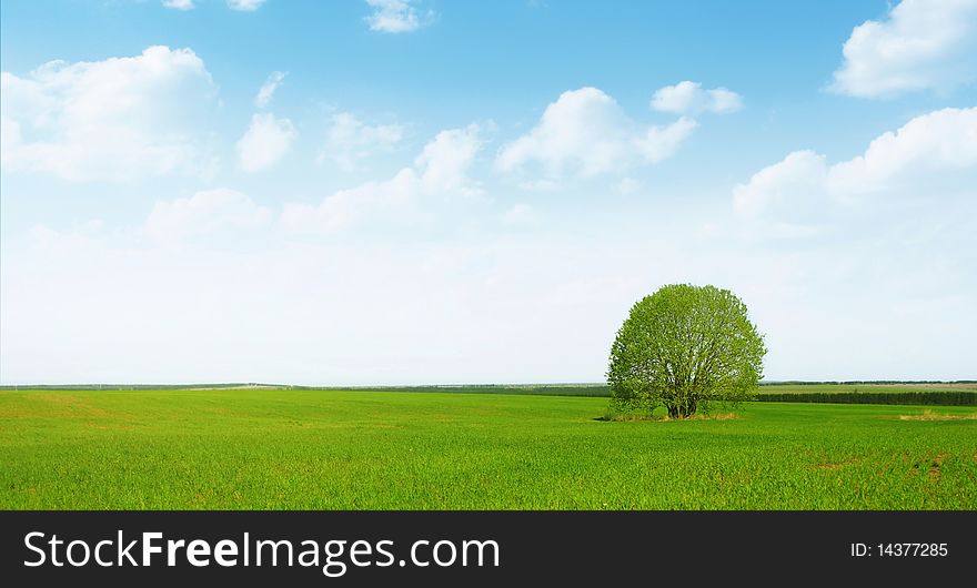 Alone tree on green meadow and blue sky with clouds