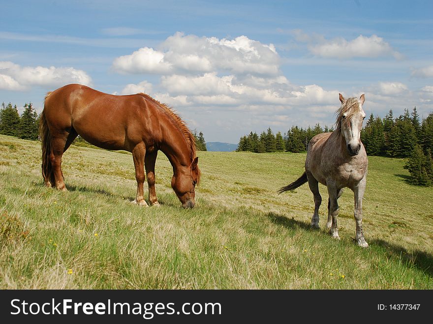 Two horses in a summer landscape on a hillside. Two horses in a summer landscape on a hillside