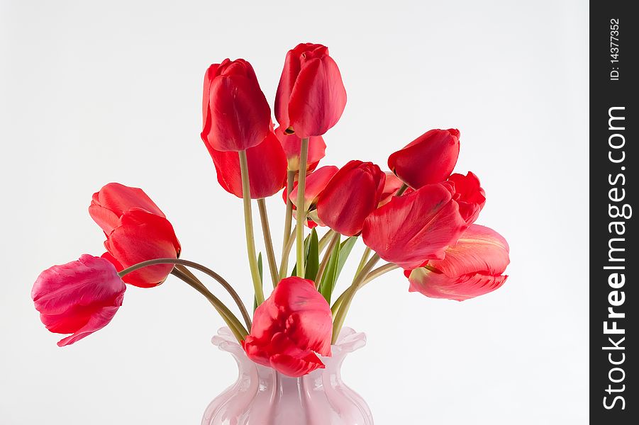 Tulips in a vase on white background isolated