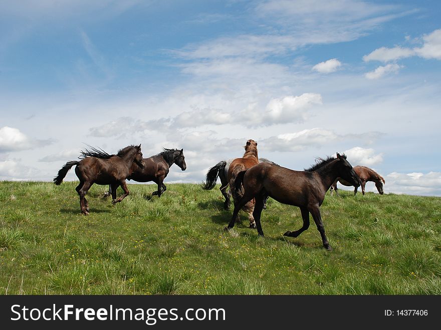 Group of horses in movement on a summer hillside. Group of horses in movement on a summer hillside