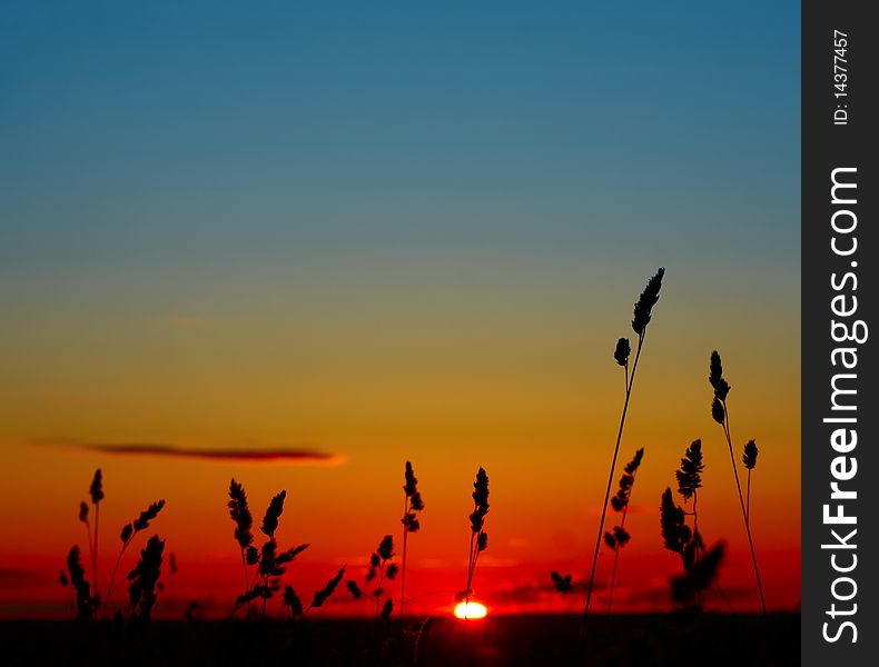 Sunrise in rural field with herbs