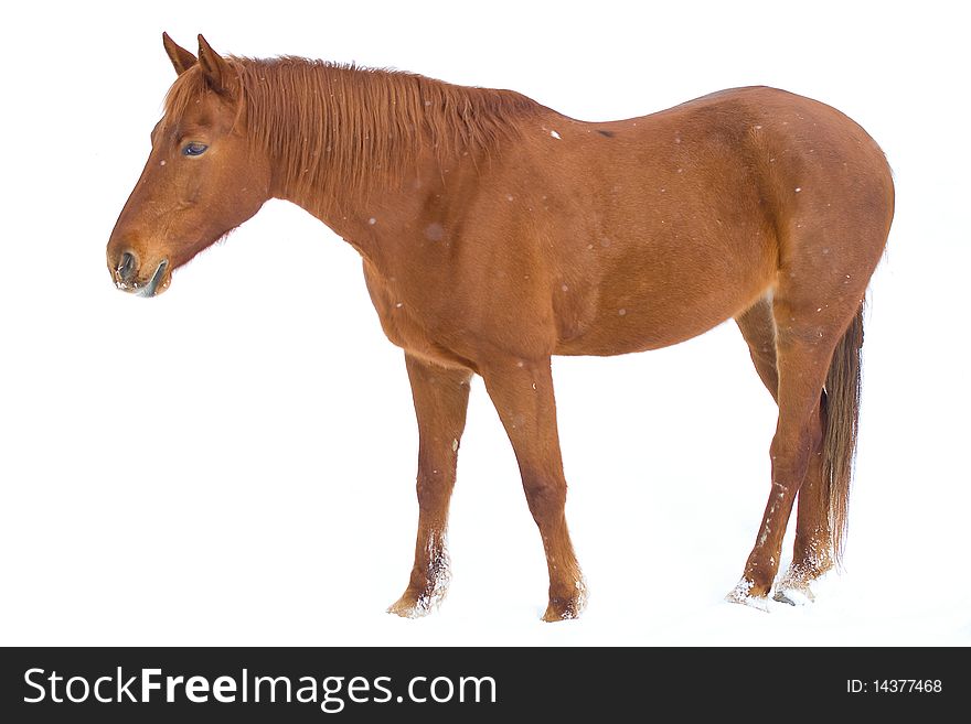 Brown Horse On Snow