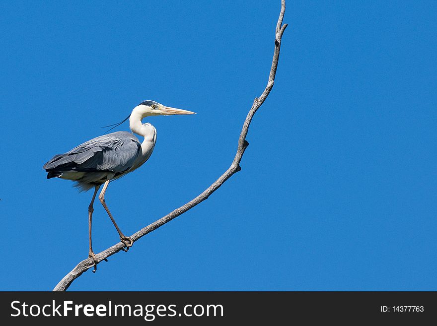 Grey Heron (Ardea cinerea) on a branch. Grey Heron (Ardea cinerea) on a branch