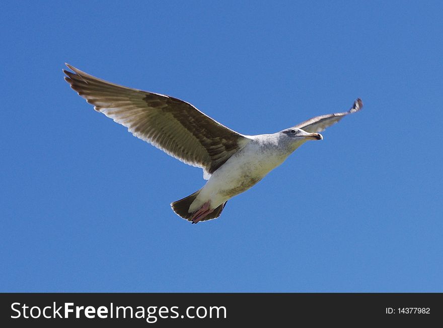 A flying seagul lwith solid blue sky
