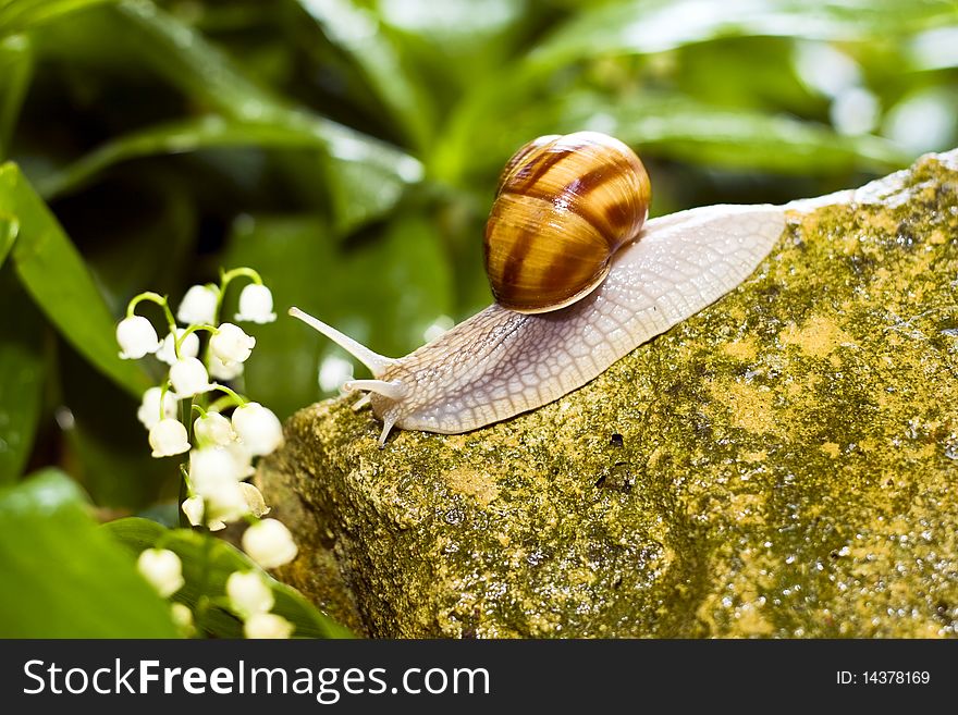 Snail crawling on the rocks.