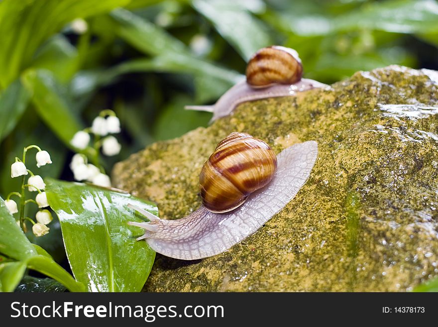 Snail crawling on the rocks.