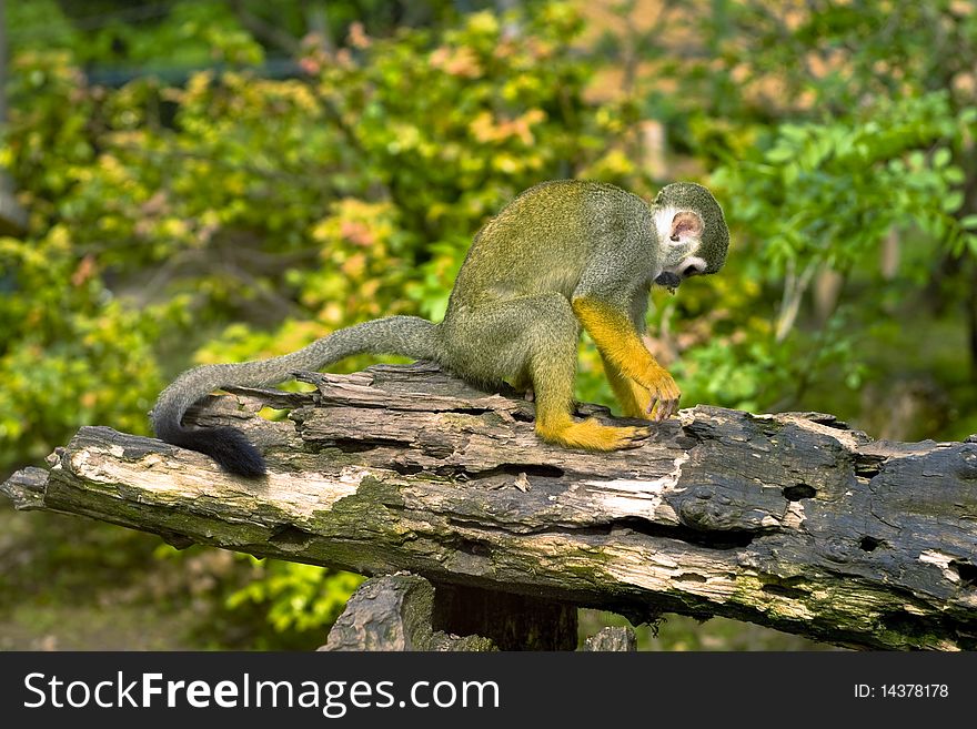 Common Squirrel monkey climbs the fence.