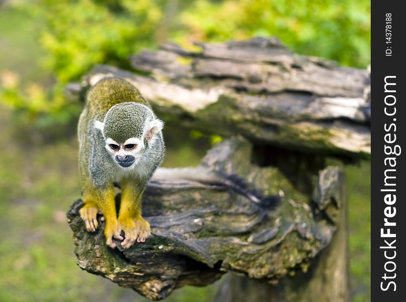 Common Squirrel monkey climbs the fence.