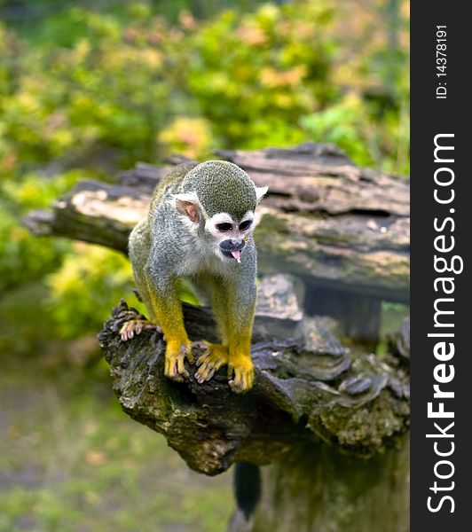 Common Squirrel monkey climbs the fence.