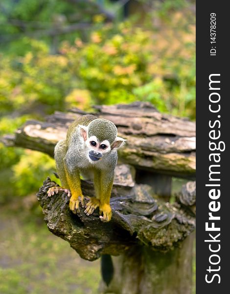 Common Squirrel monkey climbs the fence.