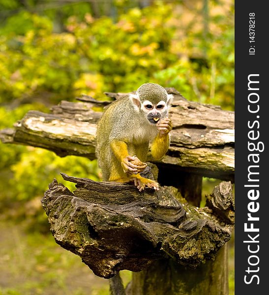 Common Squirrel monkey climbs the fence.