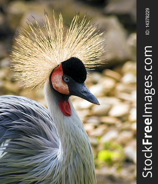 Crowned crane, a beautiful ornamental feathers.