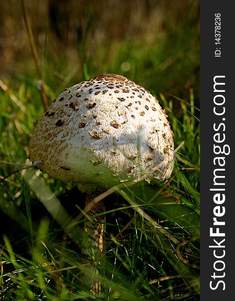 Parasol mushroom in his natural area with green grass around her.