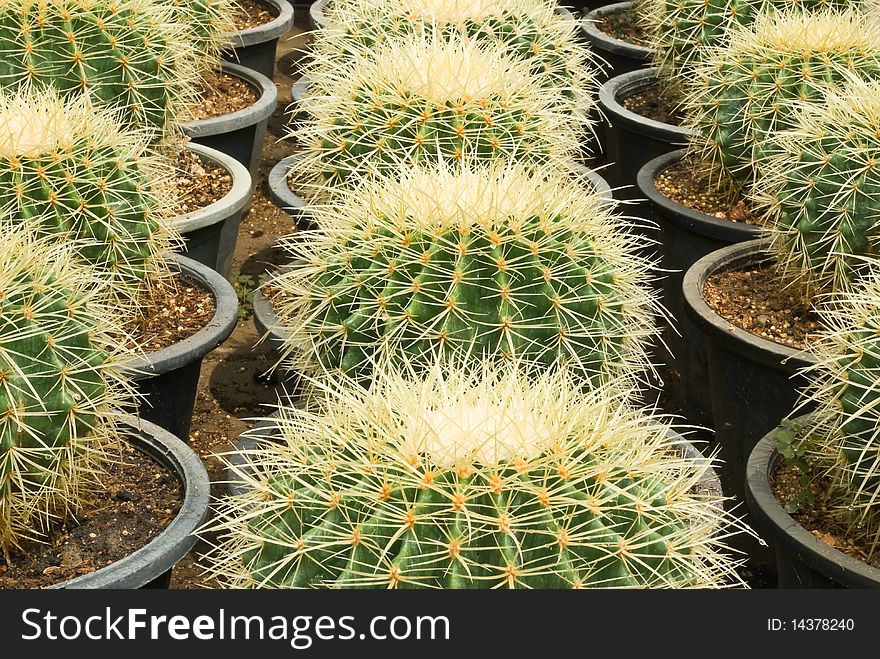 Cultivation of cactus in the plantation