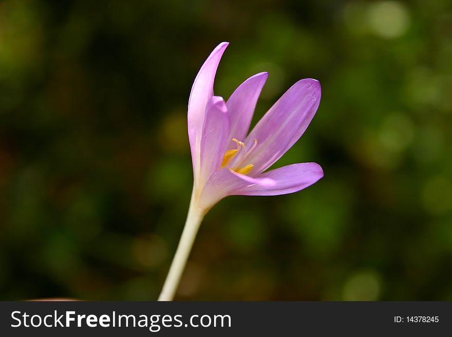 Crocus Spring Flower