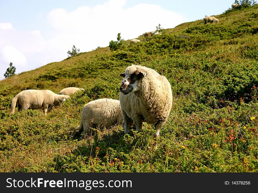 Sheep in green and yellow fields in the mountains.