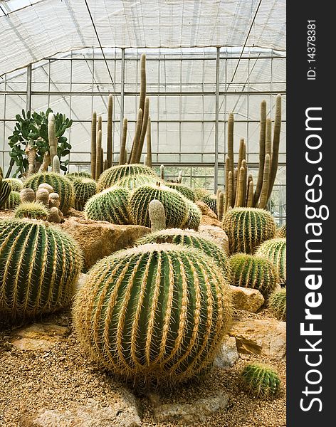 Cultivation of cactus in the plantation