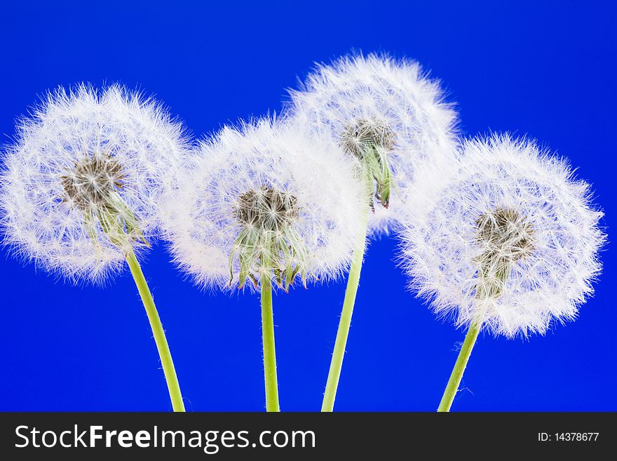 Dandelions on a background of the blue sky