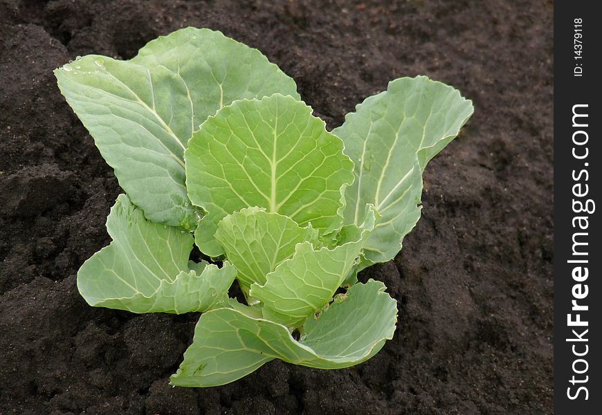 Young green cabbage in this bed. Nature. Young green cabbage in this bed. Nature
