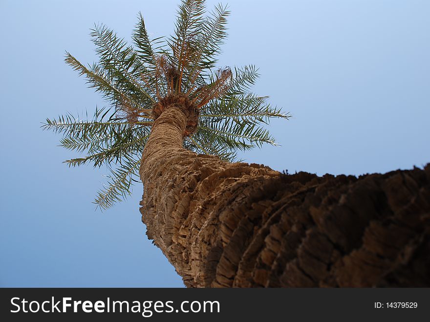 A view beneath a date-palm tree.