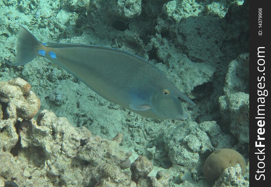 Horned Fish