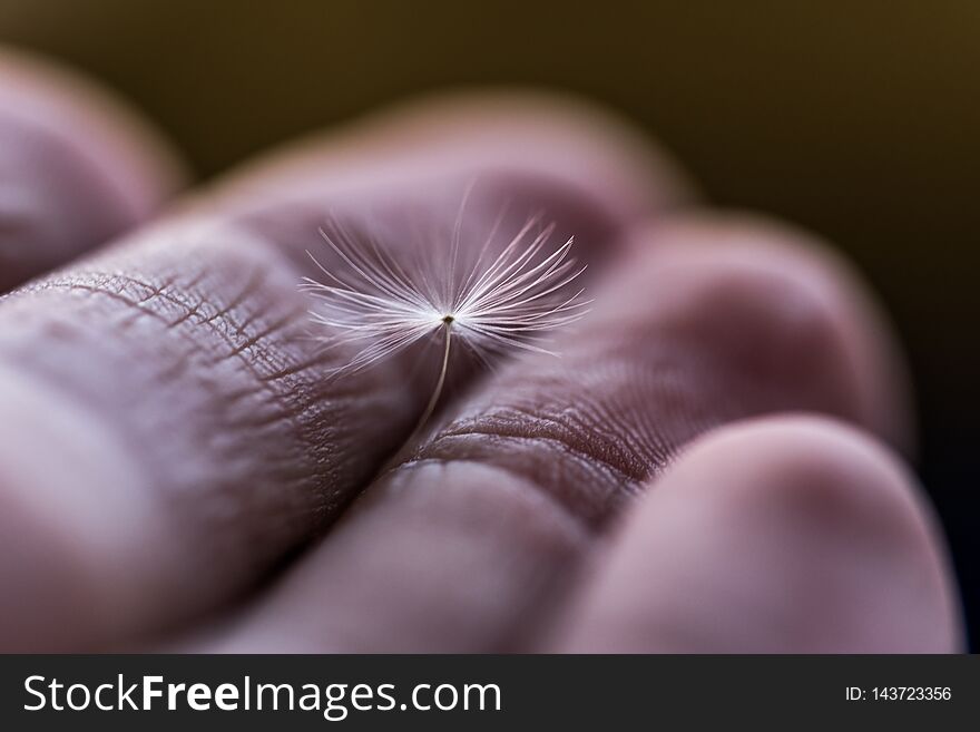 Dandelion Flower Seed