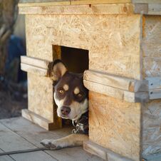 Dog Peeping Out Of His Kennel Stock Images