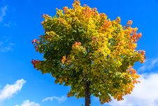 Colorful Tree In Autumn Season Royalty Free Stock Photos