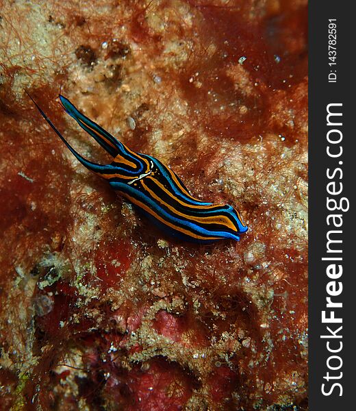 Closeup with nudibranch and the sea slug during the night dive in Sabah, Borneo.