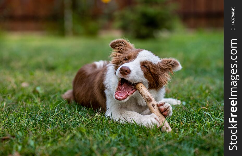 Brown border collie dog sitting on the ground