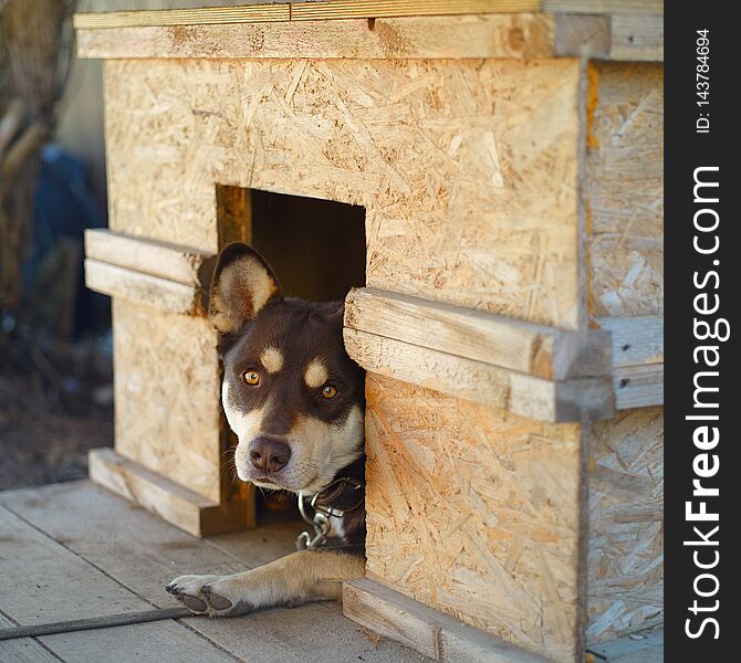 A tethrered dog peeping out of his handmade kennel, outdoor close-up. A tethrered dog peeping out of his handmade kennel, outdoor close-up