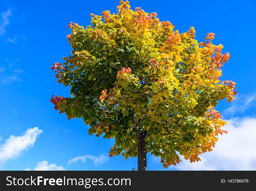 Colorful Tree In Autumn Season