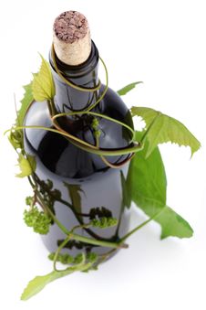 Bottle Entwined With Vine Royalty Free Stock Photos Bottle Entwined With Vine Royalty Free Stock Photos
