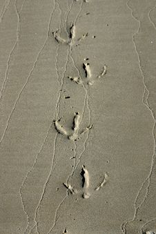 Bird Steps In Wet Sand Stock Photo Bird Steps In Wet Sand Stock Photo