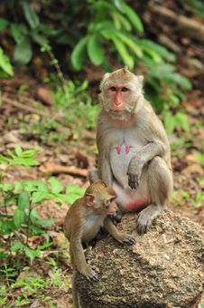 Monkey, Mother And Baby Stock Image Monkey, Mother And Baby Stock Image
