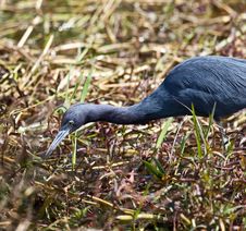 Little Blue Heron Stock Images