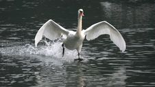 Swan Flying On River Adda Stock Images Swan Flying On River Adda Stock Images