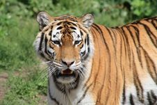 Tiger Royalty Free Stock Photos
