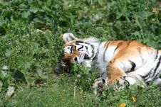 Tiger On Grass Royalty Free Stock Photos