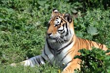 Tiger On Grass Stock Photo Tiger On Grass Stock Photo