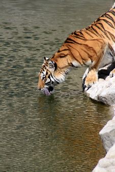 Tiger On River Bank Royalty Free Stock Image Tiger On River Bank Royalty Free Stock Image