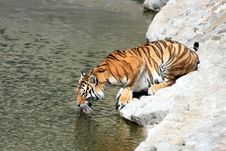 Tiger On River Bank Stock Images Tiger On River Bank Stock Images