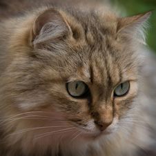 Concentration Of A Tabby Cat Stock Images Concentration Of A Tabby Cat Stock Images