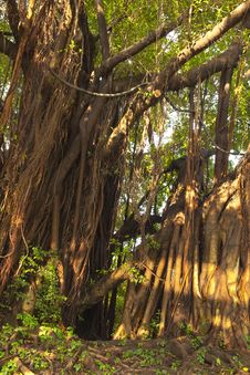Banyan Stock Image Banyan Stock Image
