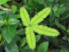 Green Leaves Stock Images Green Leaves Stock Images